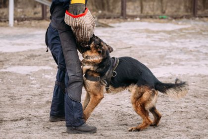 dog bite injury lawyer